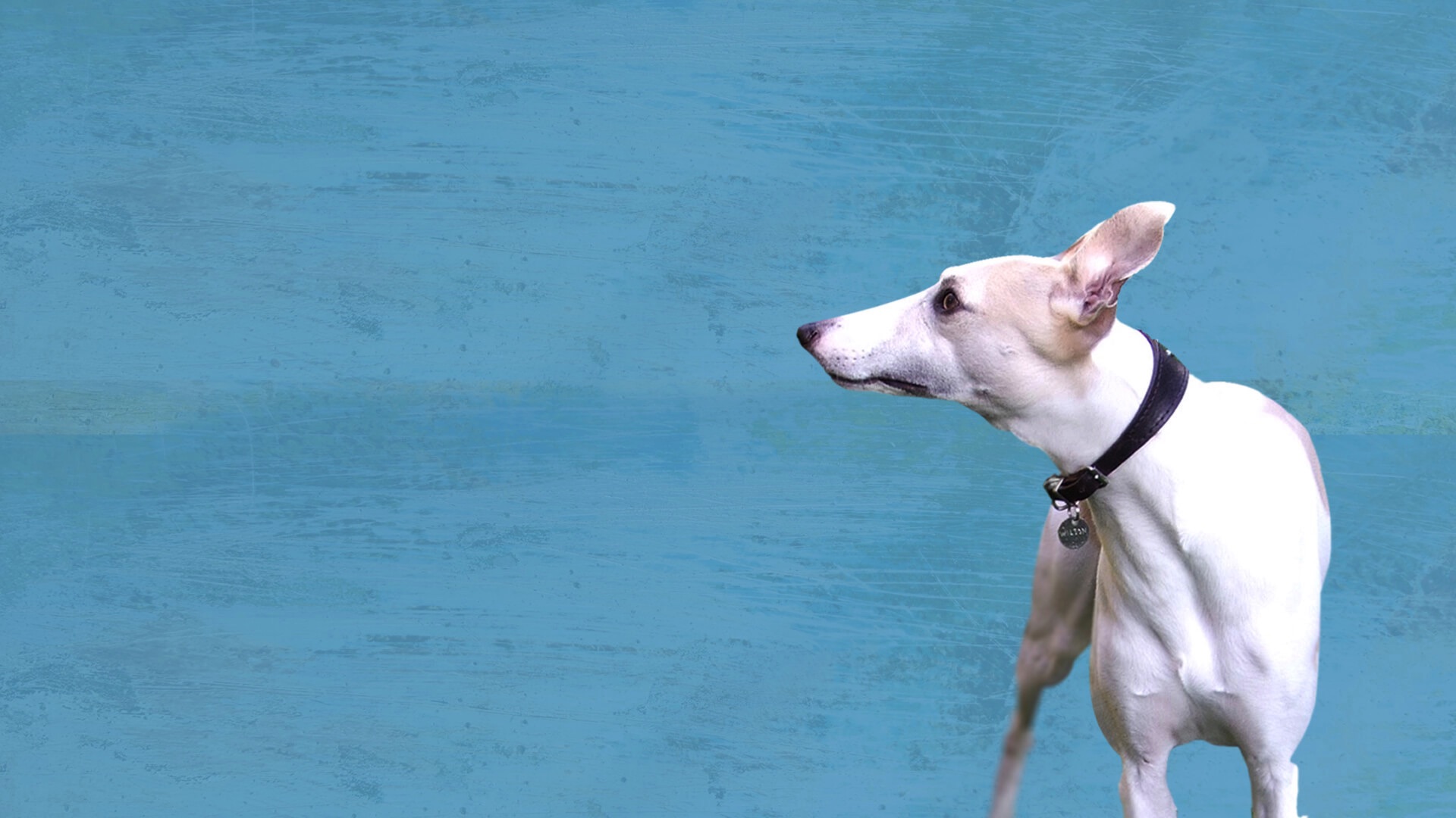 Whipet Pr image of Wilson the whippet